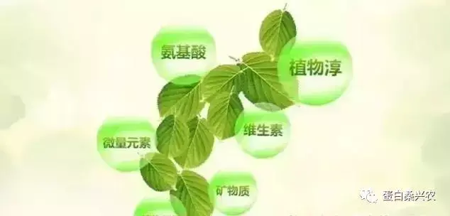 桑叶茶的功效与作用和副作用禁忌,吃桑叶的好处和坏处