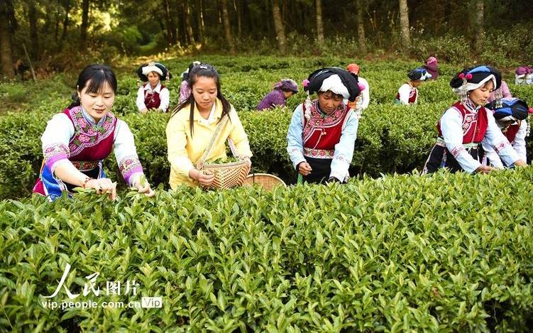 云南大理种茶叶的地方