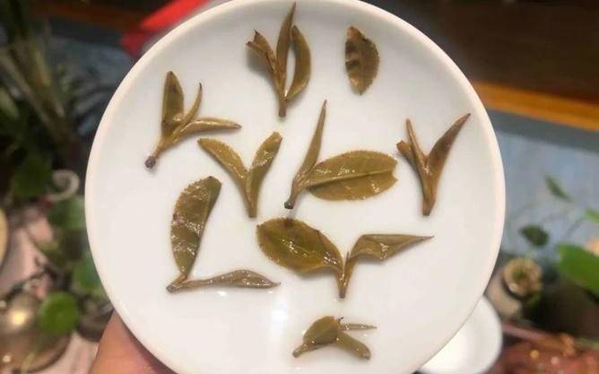 云南猫耳朵茶叶多少钱一斤