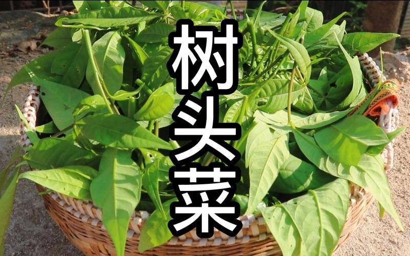 云南茶叶菜是什么树种