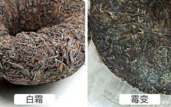 用什么药保存茶叶不发霉呢