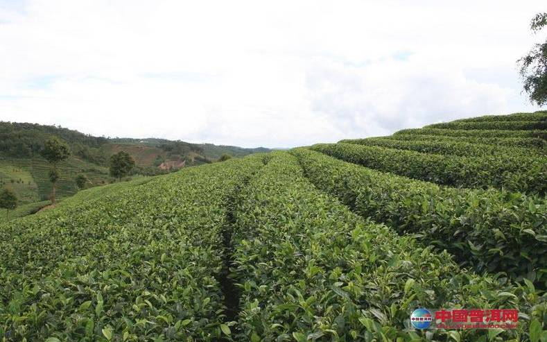 云南绿茶叶行业状况如何