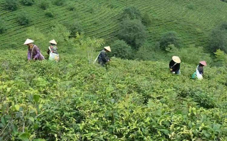 云南镇康茶叶厂地址