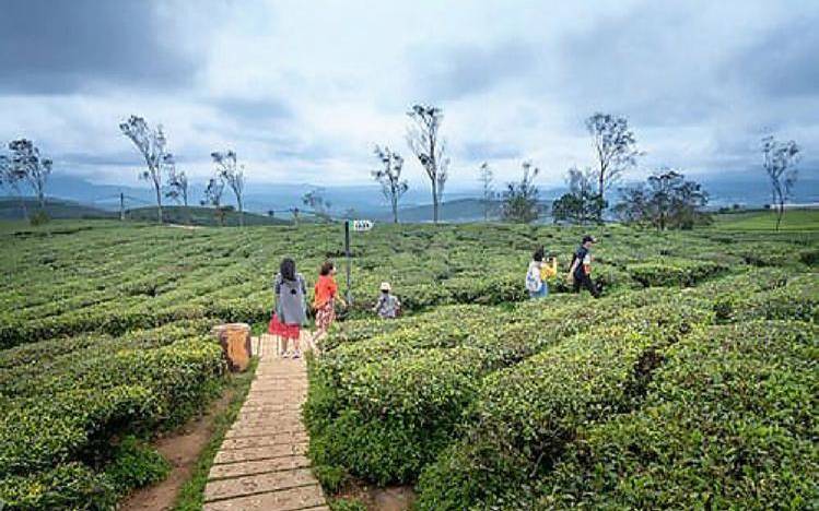 云南收茶叶的地方在哪