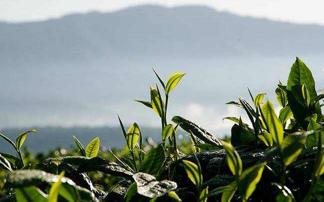 云南茶叶景色特点