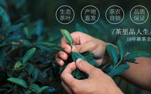 云南霸茶茶叶老树深山