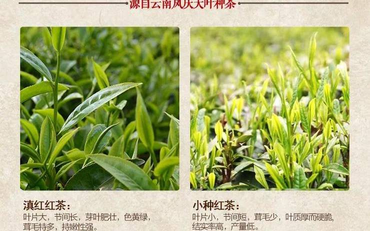 云南大叶种茶叶的内含物质