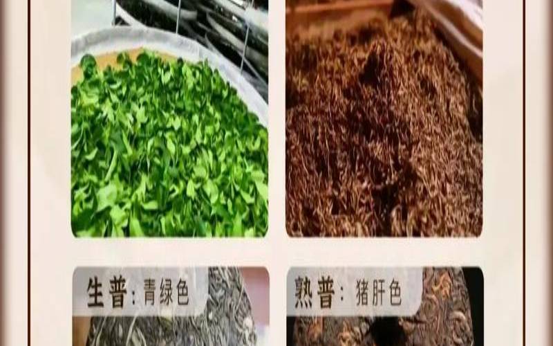 普洱生茶熟茶功效与作用（生茶与熟茶的功效）