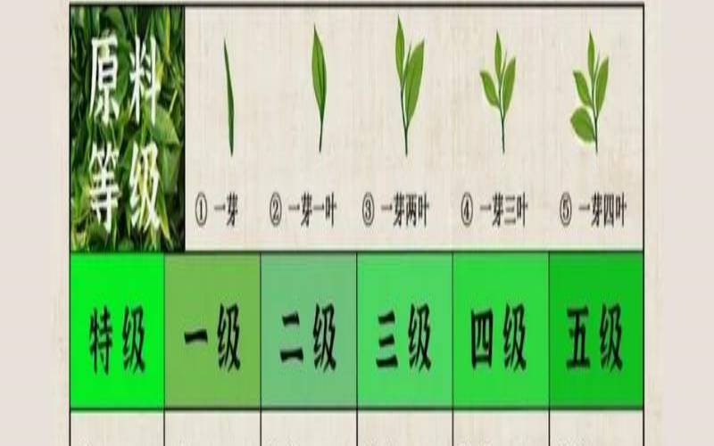 茶叶的等级划分标准图（茶叶品种等级）