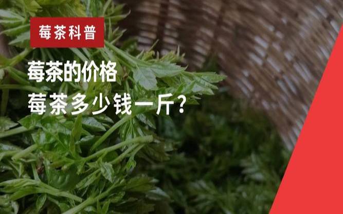 正宗莓茶多少钱一斤莓茶（美丽家莓茶300元一罐）