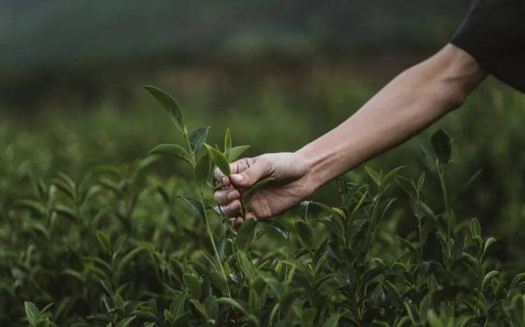 武夷山岩茶采摘的季节（武夷岩茶采摘标准）