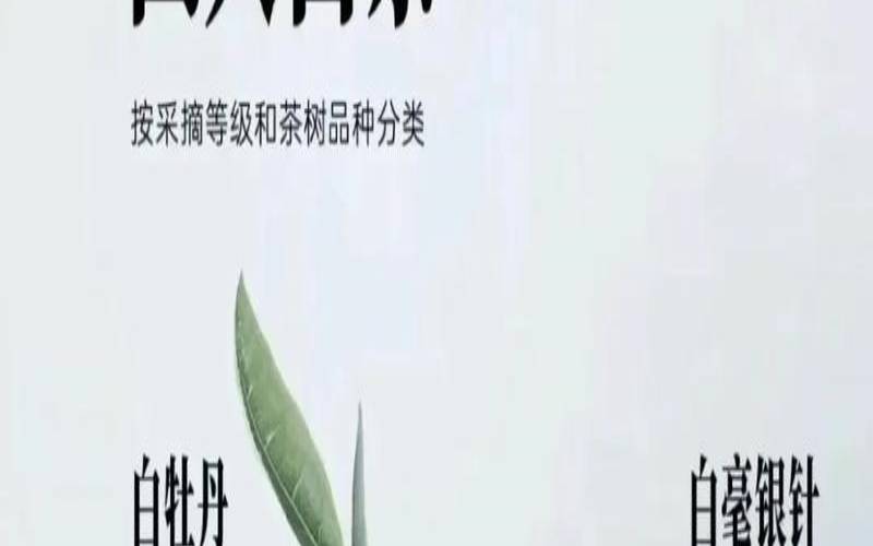 白茶是用什么茶叶做的（白茶品种一览表）