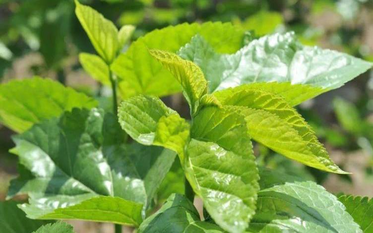 野菊花桑叶可以一起泡吗,野菊花桑叶功效与作用