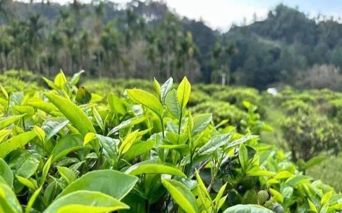 海南产茶的品种,海南盛产什么茶叶