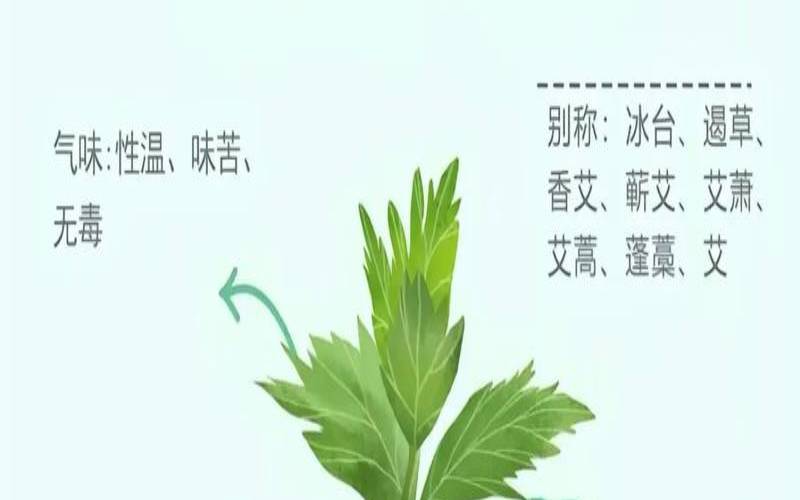 艾叶香包的功效与作用禁忌,艾叶和茶叶一起的功效