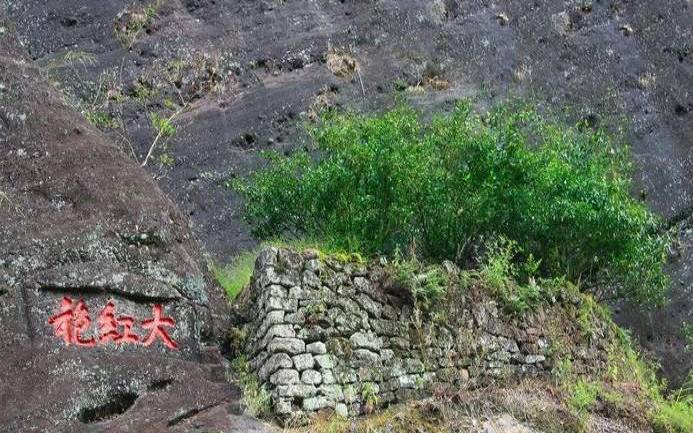 武夷山大红袍母树在哪里,国宝大红袍武警站岗