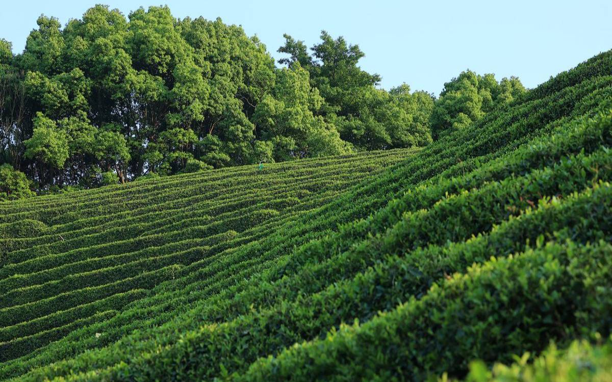 中国最好茶叶产地,中国最大茶叶种植基地