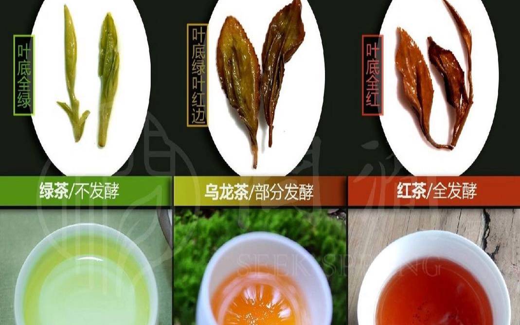 乌龙茶是属于什么类型的茶,乌龙茶属于绿茶还是红茶