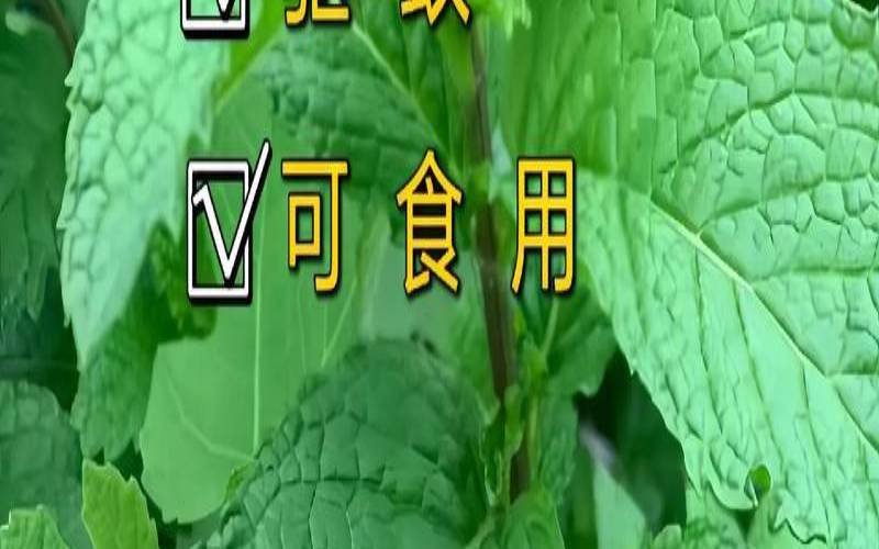 新鲜薄荷可以泡茶喝吗,薄荷叶新鲜食用泡水