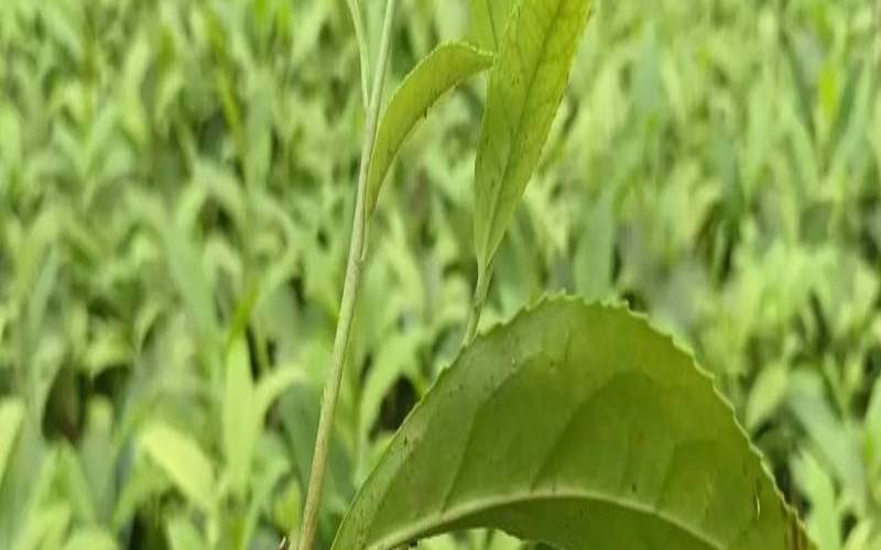 茶叶根的功效和作用,茶树根治疗颈椎病的效果