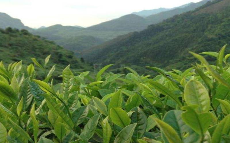 广东哪里茶叶最出名,哪个地方的茶叶最好