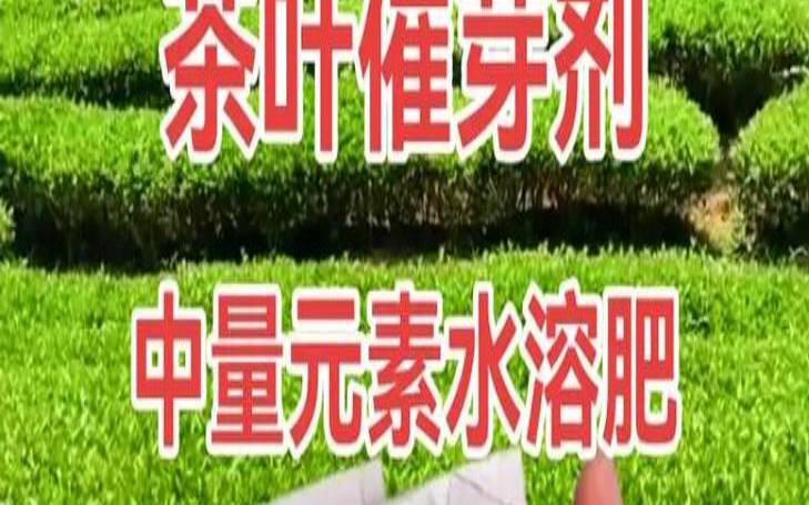 茶叶专用叶面肥,茶树施肥用什么肥料最好